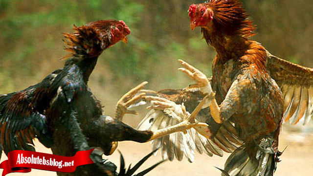 Mengenal Lebih Lagi Tentang Jurus Bongkar Ayam Bangkok